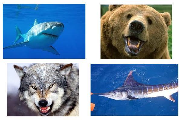 морские хищники, сухопутные хищники, медведь, акула, волк, марлина