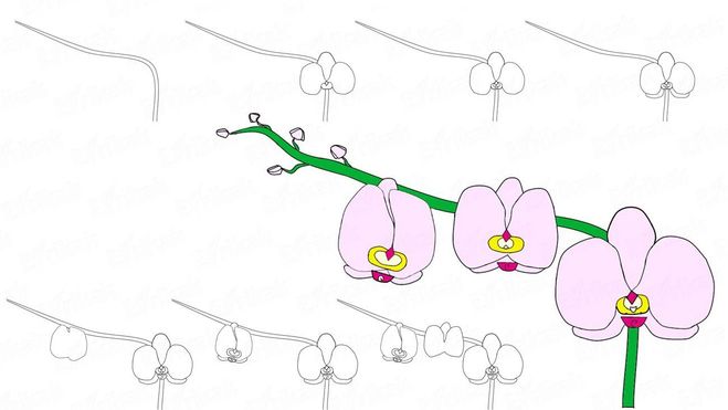 как нарисовать орхидею поэтапно