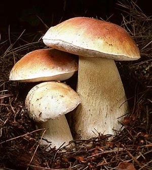 Как долго растет белый гриб