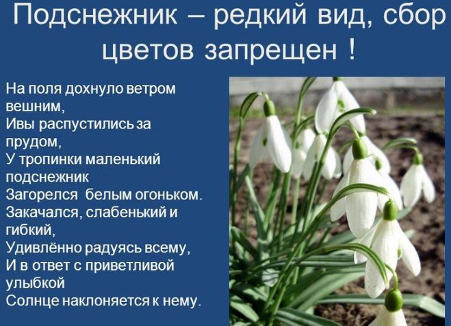 текст при наведении