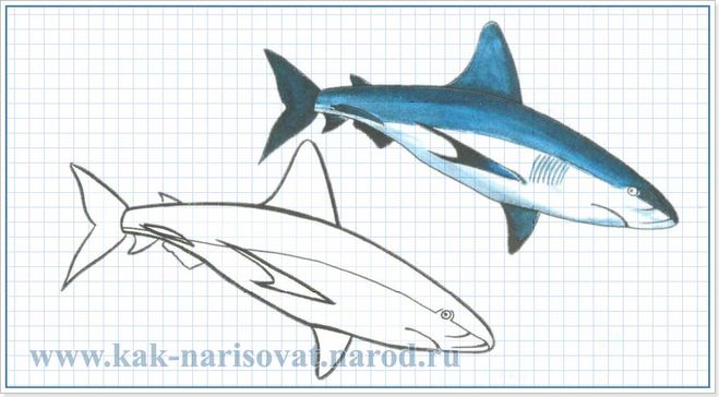 рисование акулы поэтапно
