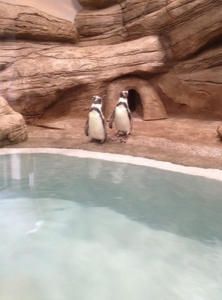 Пингвинарий в Новосибирске