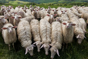 Тосканская порода овец