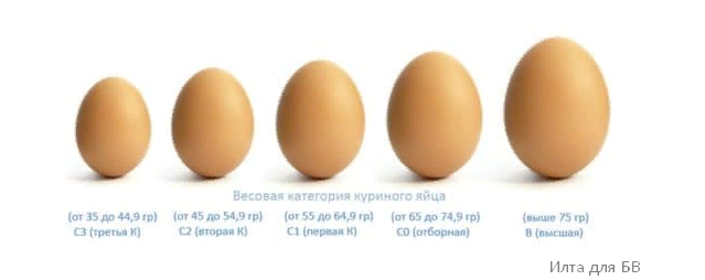 Сколько стоит мужское яйцо цена. Вес среднего яйца. Размер яйца с0. Размер павлиньего яйца.
