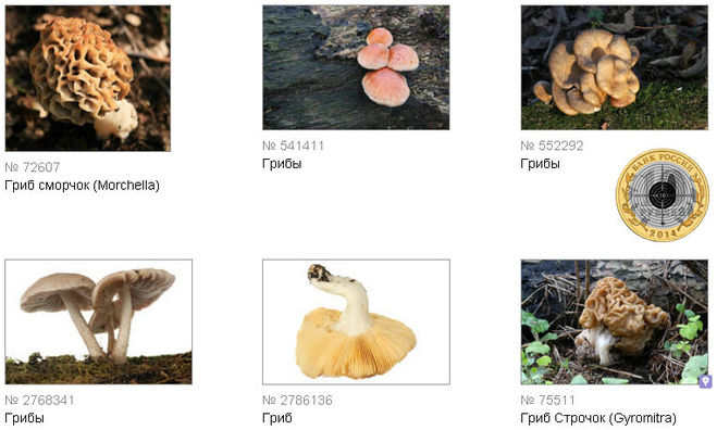 Фотографии грибов в моём портфолио