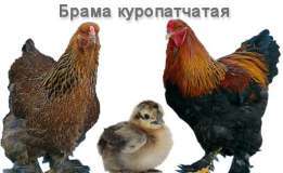 http://speedeproxy.appspot.com/img30.olx.ua/images_slandocomua/310121374_1_261­<wbr/>x203_prodam-inkubatsionnoe-yaytso-kuropatchatoy-bramy-lugansk_rev001.jpg