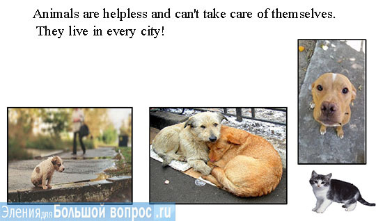 "Бездомные животные" проект презентация английский язык