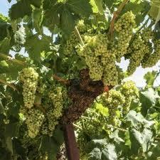как ускорить созревание винограда