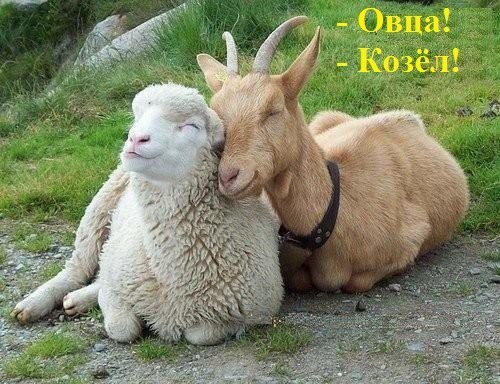 овца и козёл