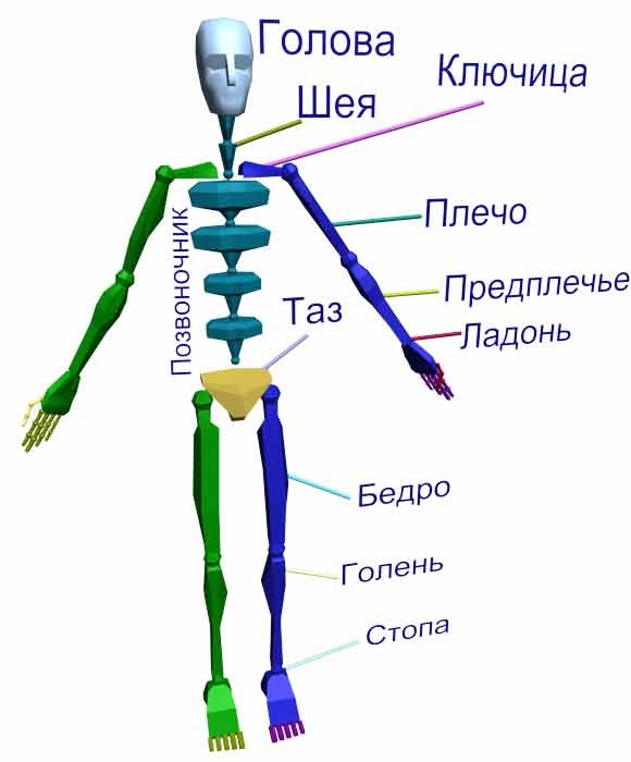 Плечо предплечье кисть картинка