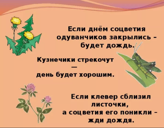 Если клевер сблизил листочки а соцветия. Если днем соцветия одуванчиков закрылись. Если днем соцветия одуванчиков закрылись примета. Если Клевер сблизил листочки а соцветия его поникли примета. Если днём с цветением одуванчиков закрылись.