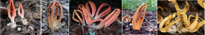 Pseudocolus fusiformis