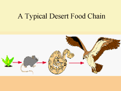 Составь цепи питания пустыни. Схема цепи питания пустыни. Пищевая цепочка пустыни схема. Схема цепи питания жаркой пустыни. Схема цепи питания характерной для пустыни.