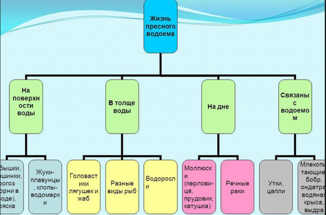 жизнь пресного водоема