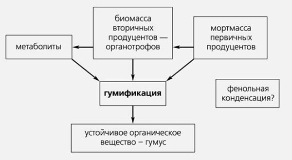 гумификация