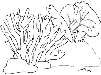 рисунок коралл