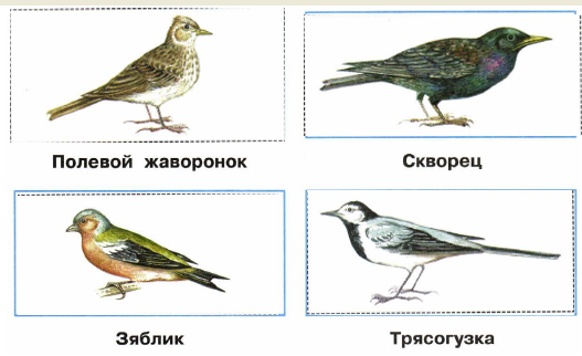 Полевой жаворонок Скворец Зяблик Трясогузка