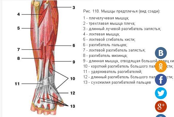 Почему мышца. Дёрганье мышц предплечья. Задергалась мышца на руке.