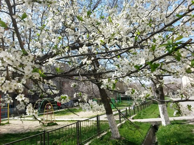 Весна в Ташкенте