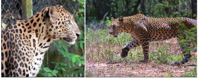 Индокитайский леопард (Panthera pardus delacouri)