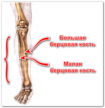 Скелет ноги