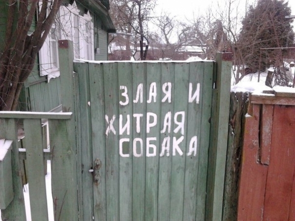 злая и хитрая собака