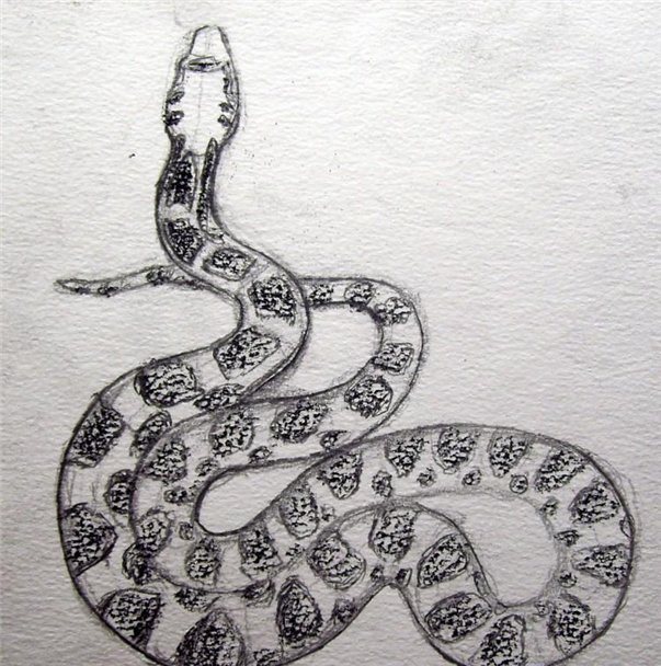 рисуем змею 4
