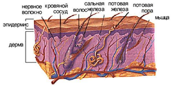 текст при наведении