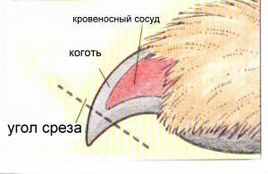 текст при наведении