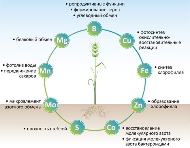 Дефицит элементов у растений с фото