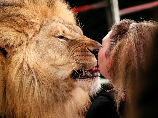 Поцелуй со львом