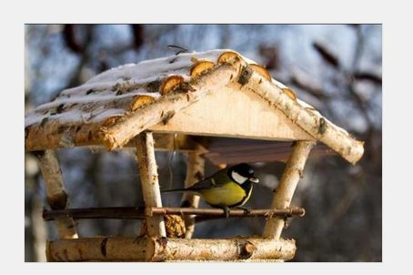 Какую крупу едят птицы из кормушки зимой - Как лучше всего использовать