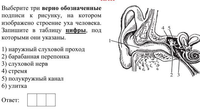 Тест орган слуха 8 класс. Строение уха человека ЕГЭ биология. Строение уха схема ЕГЭ. Строение уха человека схема с описанием ЕГЭ. Строение уха человека анатомия рисунок с подписями.
