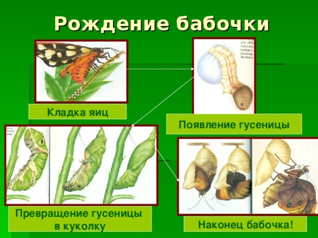 Рассказ про бабочек для 1 класса окружающий мир