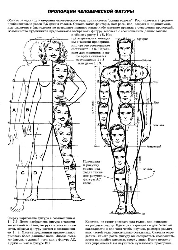 женщина и мужчина, пропорции тела