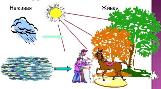 Примеры связи и неживой природы. Связь между объектами живой и неживой природы 2 класс. Схема взаимосвязи живой и неживой природы. Взаимосвязь между живой и неживой природой схема. Взаимосвязь живой и не живой природ.