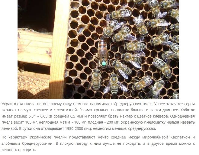 Пчёлы степной породы, в чем их характерное внешнее отличие или особенность?