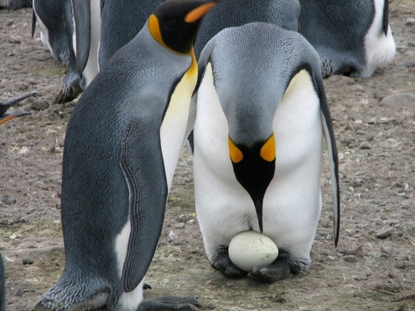 пингвины высиживают яйца