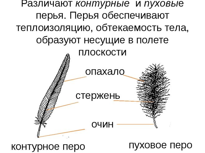 в чем разница между контурными и пуховыми перьями у птиц. Смотреть фото в чем разница между контурными и пуховыми перьями у птиц. Смотреть картинку в чем разница между контурными и пуховыми перьями у птиц. Картинка про в чем разница между контурными и пуховыми перьями у птиц. Фото в чем разница между контурными и пуховыми перьями у птиц