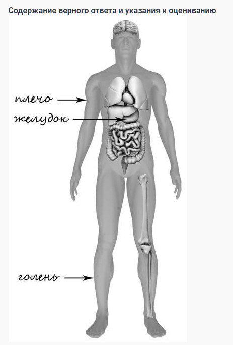 Впр 8 класс анатомия человека. Тело человека схема 4 класс ВПР. Строение тела человека ВПР. Строение тела человека ВПР 4 класс. Части тела человека окружающий мир ВПР.
