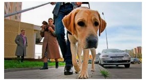 как собака поводырь переводит слепого через дорогу со светофором