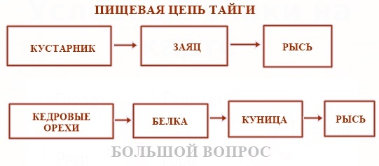 Схема окружающий мир 4 класс. Цепь питания в тайге. Схема цепи питания тайги 4 класс. Цепь питания характерная для тайги 4 класс. Схема цепи питания характерной для тайги.