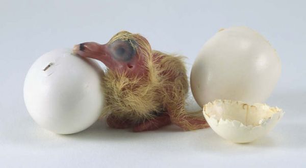 птенец голубя с яйцом