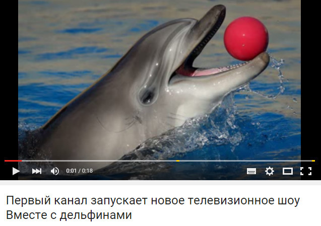 Новое шоу «Вместе с дельфинами»