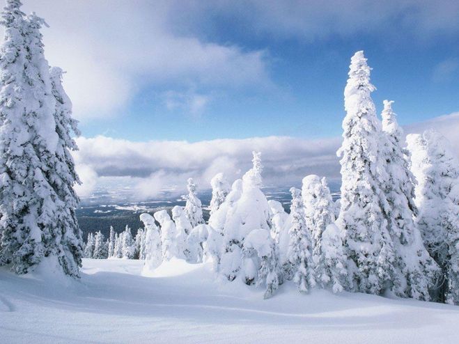 Заставка-пейзаж зимнего леса с елками и снегом размером 1600х1200