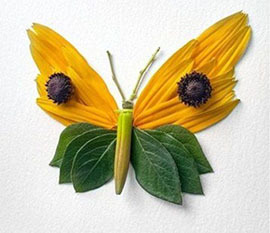 Как сделать бабочку из цветочных лепестков, других природных материалов