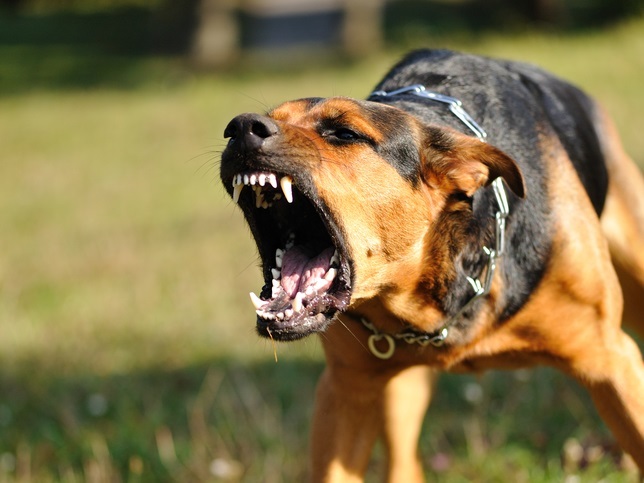 собака оружие, ук рф, нападение собаки, самозащита, как вести себя при нападении собаки