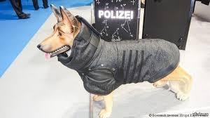 собака-полицейский