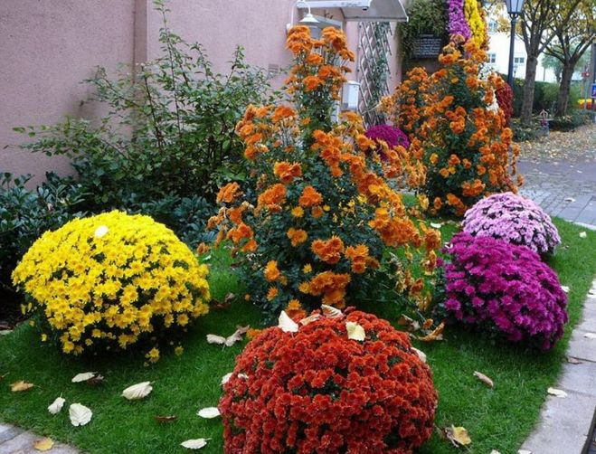 С какими цветами можно сажать рядом хризантемы?