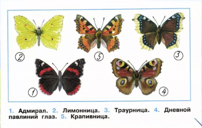 Рассказ про бабочек для 2 класса по окружающему миру